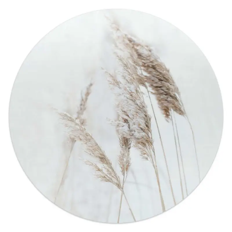 Acheter En Ligne Glasschilderij Pampasgrassen - Ø 50 - Wit