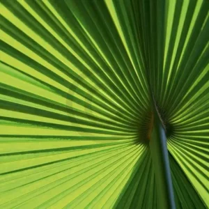 Bon Marché Kunstdruk Ortwin Klipp - Leaf 1 70x50cm