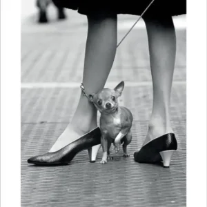 Prix Cassé Kunstdruk Time Life - Chihuahua 40x50cm