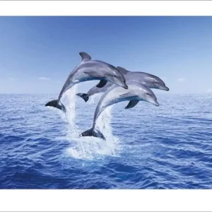 Kunstdruk Dolphin Trio 50x40cm Populaire