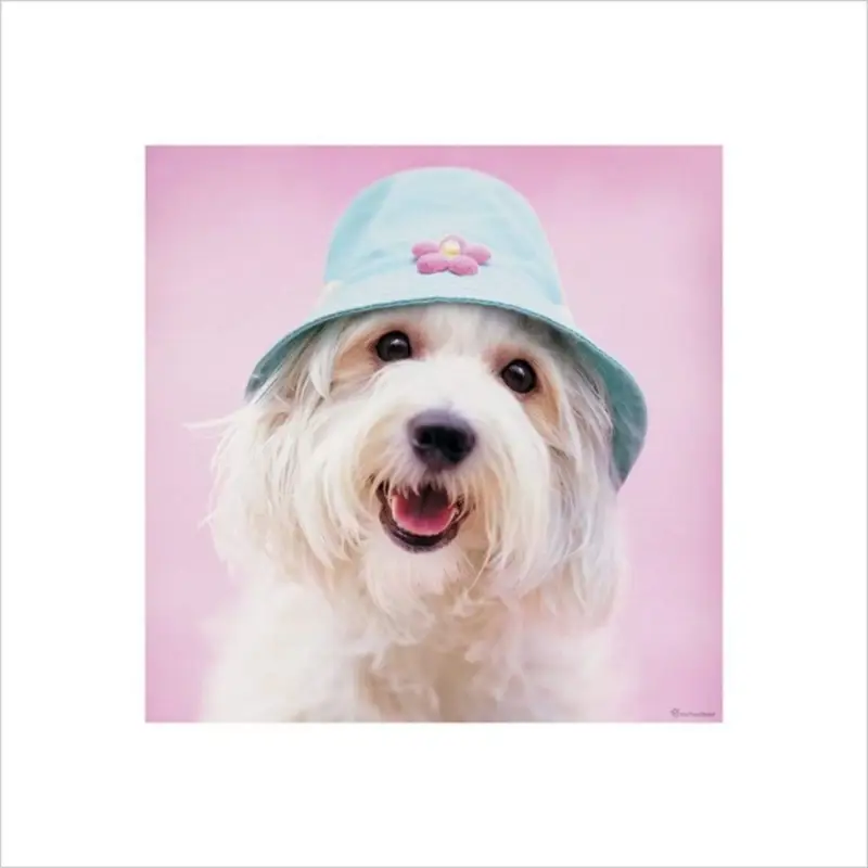 Usine Directe Kunstdruk Rachael Hale - Cindy 40x40cm