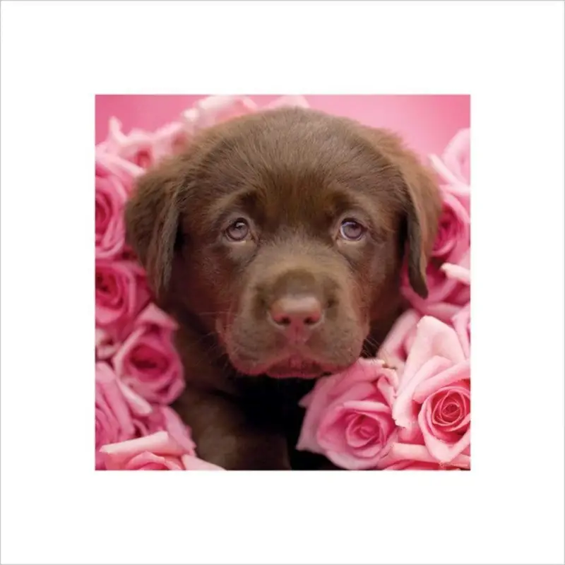 Acheter Direct Kunstdruk Rachael Hale - Georgie 40x40cm