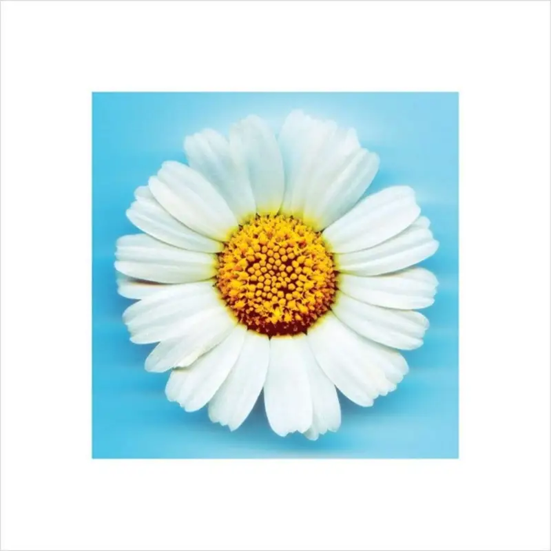 Prix Promo Kunstdruk Big Daisy 40x40cm