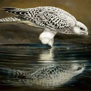 Bon Marché Kunstdruk Renato Casaro - Drinking Falcon 70x50cm