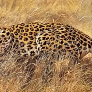 Achetez Aujourd’hui Kunstdruk Renato Casaro - Wanted 99x34cm