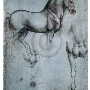 Authentique Kunstdruk Leonardo Da Vinci - Studio di cavalli 35x50cm