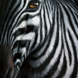 Prix Réduit Kunstdruk Jutta Plath - Zebra I 60x80cm