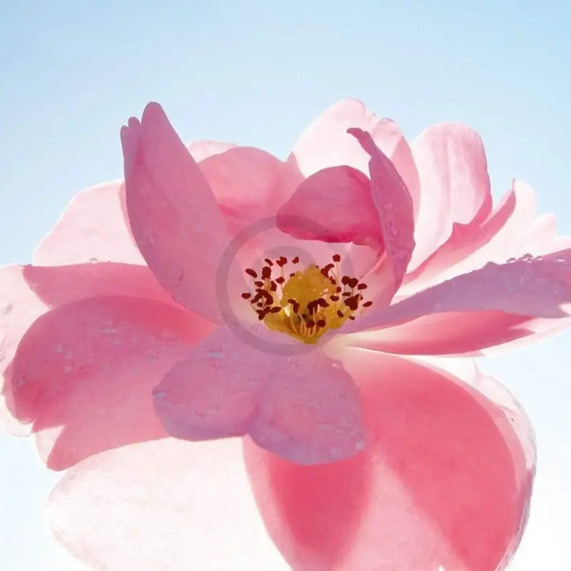 Solde Kunstdruk Ingrid Ulmer - Schwingung 50x50cm