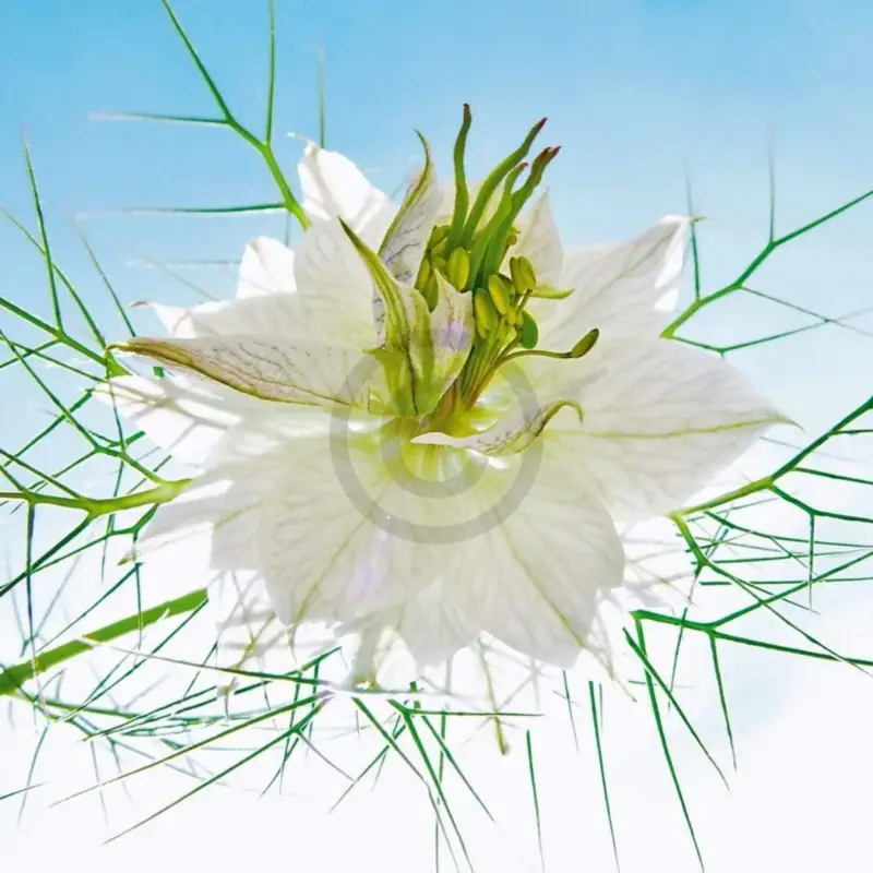 Acheter En Ligne Kunstdruk Ingrid Ulmer - Seiltänzer weiß 50x50cm