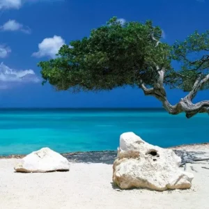 Poster Tom Mackie - Divi Divi Tree 91,5x61cm Promotion Saisonnière